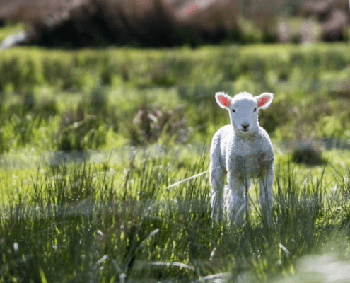 Lamb in field